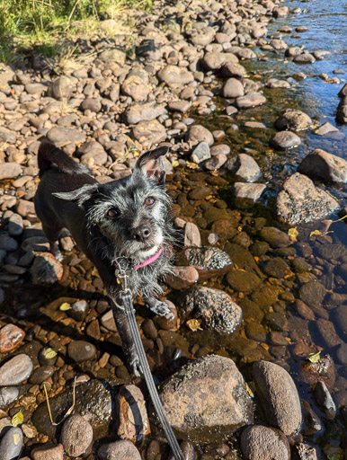 A small black terrier dog on a walk at Newtonmore.