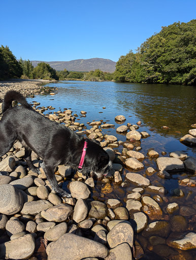 A small black terrier dog on a walk at Newtonmore.