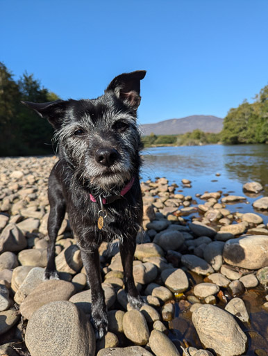 A small black terrier dog on a walk at Newtonmore.