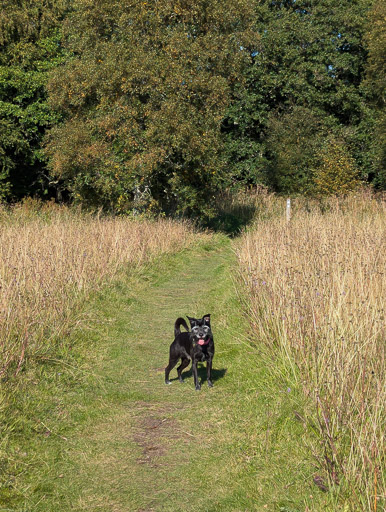 A small black terrier dog on a walk at Newtonmore.