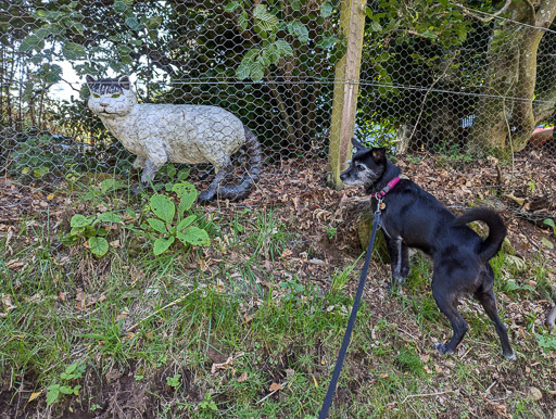 A small black terrier dog on a walk at Newtonmore.