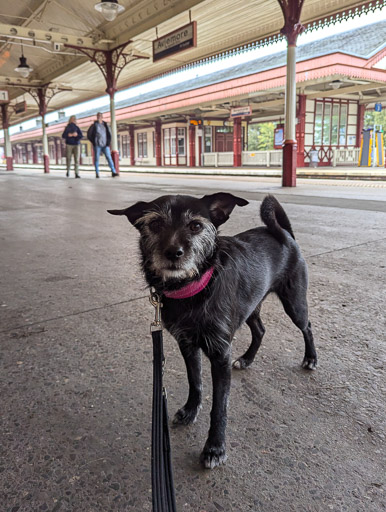 A small black terrier dog at Aviemore Station.