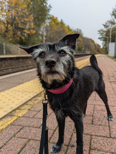 A small black terrier dog at Gilshochill Station.