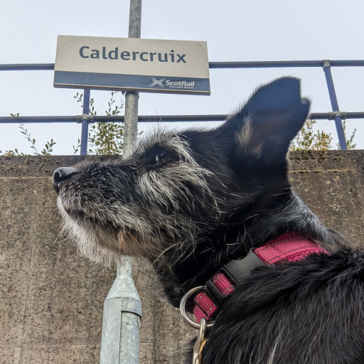 A small black terrier dog at Caldercruix Station.