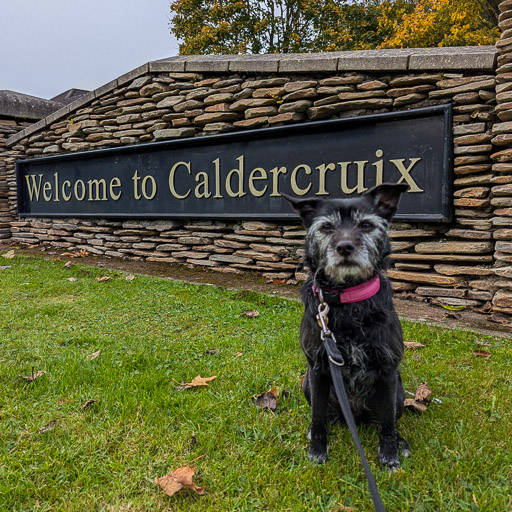 A small black terrier dog on a walk at Caldercruix.