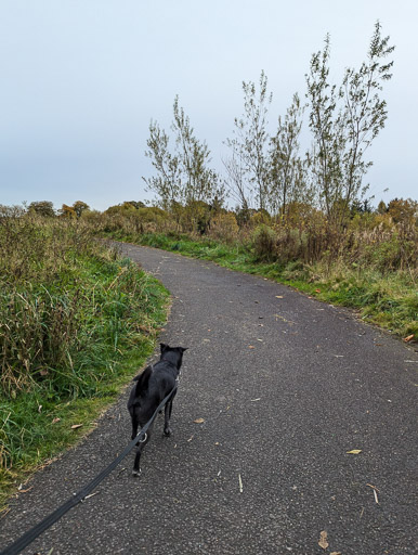 A small black terrier dog on a walk at Caldercruix.