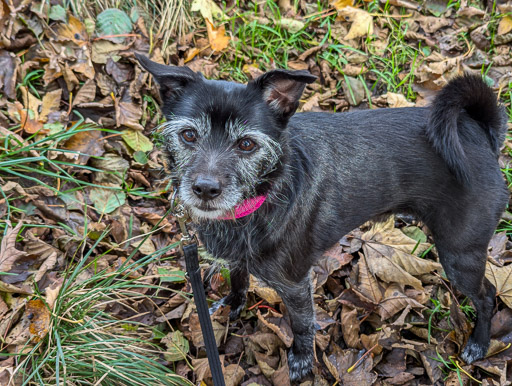 A small black terrier dog on a walk at Caldercruix.