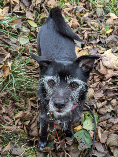 A small black terrier dog on a walk at Caldercruix.