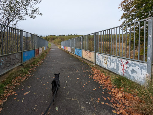 A small black terrier dog on a walk at Caldercruix.