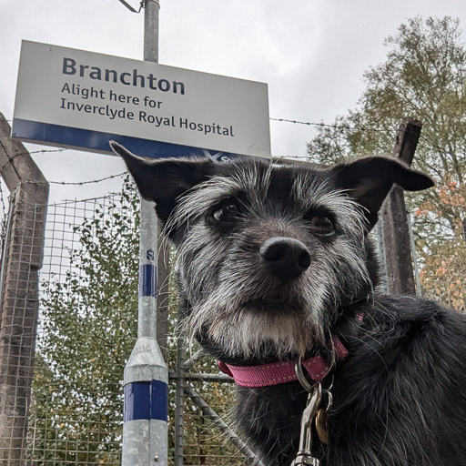 A small black terrier dog at Branchton Station.