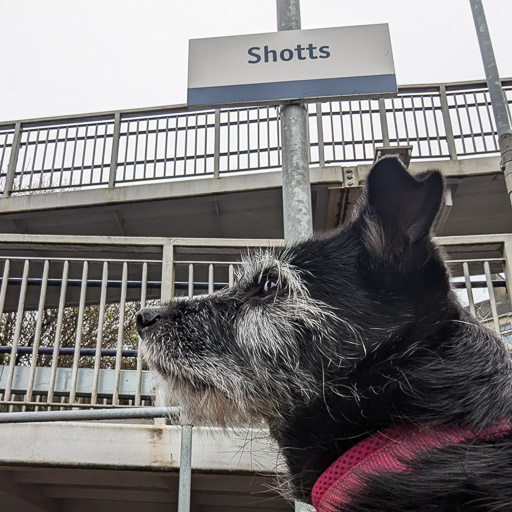 A small black terrier dog at Shotts Station.