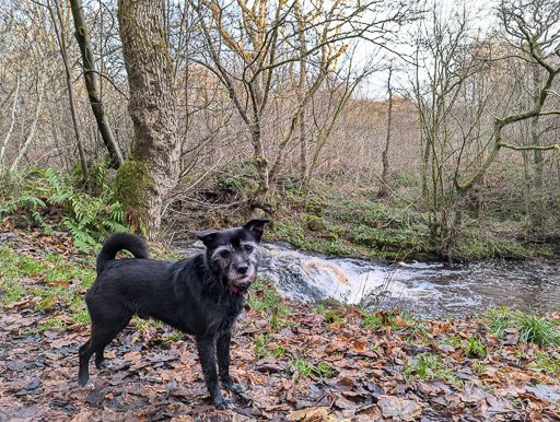 A small black terrier dog on a walk at Greenfaulds.