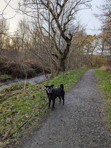 A small black terrier dog on a walk at Greenfaulds.