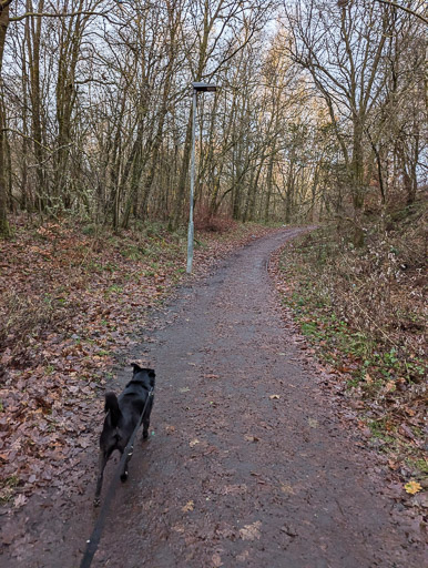 A small black terrier dog on a walk at Greenfaulds.