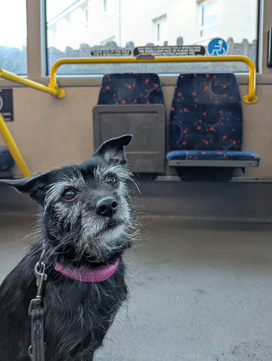 A small black terrier dog on a bus between Wyndford and Anniesland.