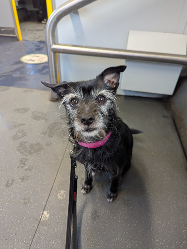 A small black terrier dog on a train between Anniesland and Glasgow Queen Street Ll.