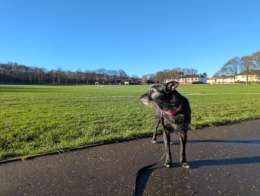 A small black terrier dog on a walk at Newcraighall.