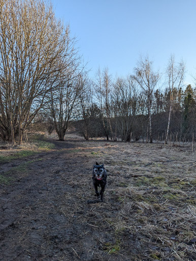 A small black terrier dog on a walk between Newcraighall and Musselburgh.