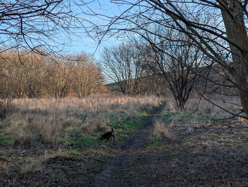 A small black terrier dog on a walk between Newcraighall and Musselburgh.