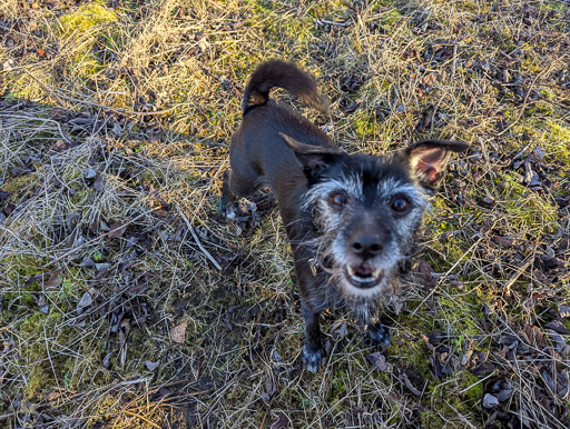 A small black terrier dog on a walk between Newcraighall and Musselburgh.