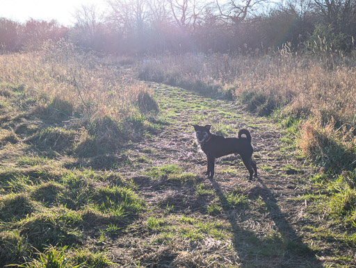 A small black terrier dog on a walk between Newcraighall and Musselburgh.