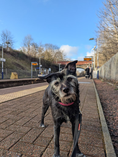 A small black terrier dog at Gilshochill Station.