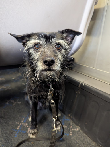 A small black terrier dog on a train between Glasgow Queen Street and Dundee.