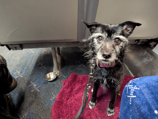 A small black terrier dog on a train between Dundee and Aberdeen.