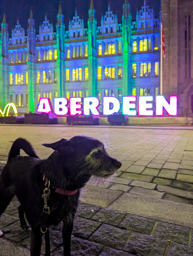 A small black terrier dog on a walk at Aberdeen.