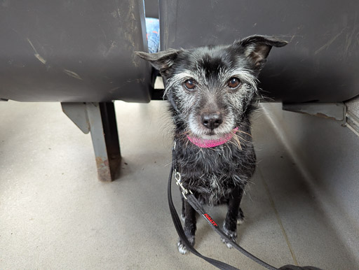 A small black terrier dog on a bus between wyndford and anniesland.