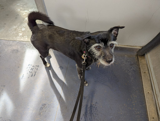 A small black terrier dog on a train between Anniesland and Hyndland.