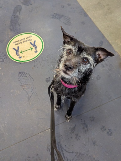 A small black terrier dog on a train between Anniesland and Hyndland.