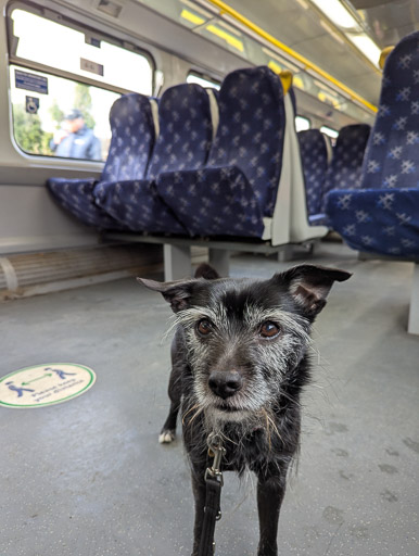 A small black terrier dog on a train between Hyndland and Dalmarnock.