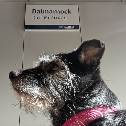 A small black terrier dog at Dalmarnock Station.