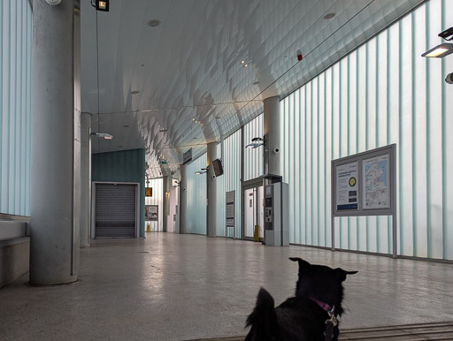 A small black terrier dog at Dalmarnock Station.