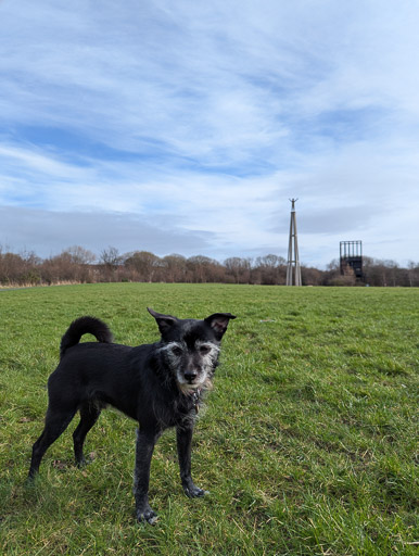 A small black terrier dog on a walk at Dalmarnock.