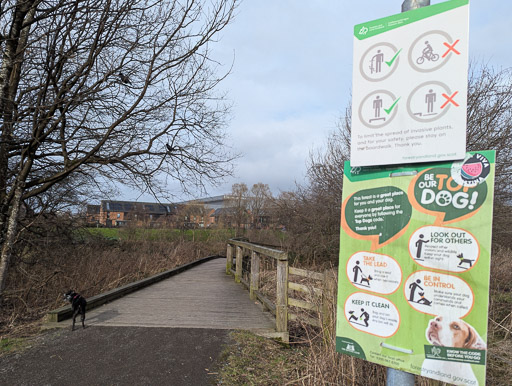 A small black terrier dog on a walk at Dalmarnock.