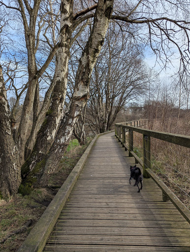 A small black terrier dog on a walk at Dalmarnock.