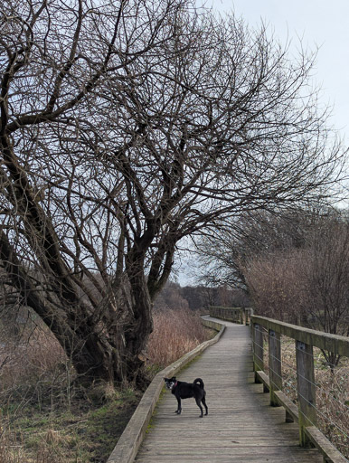 A small black terrier dog on a walk at Dalmarnock.