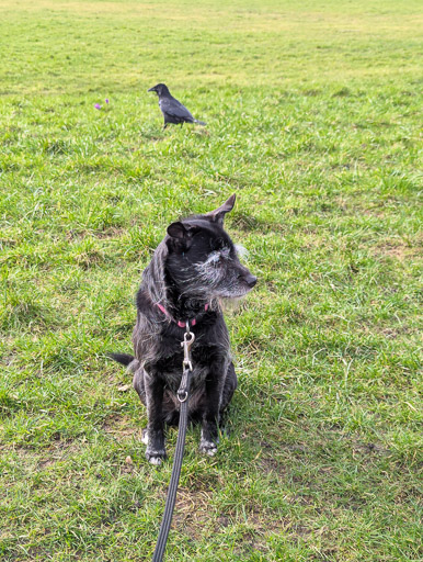 A small black terrier dog on a walk at Dalmarnock.