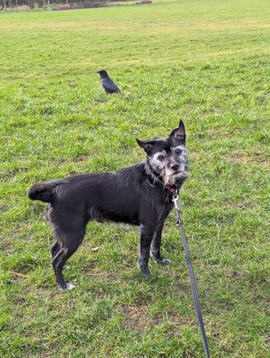 A small black terrier dog on a walk at Dalmarnock.