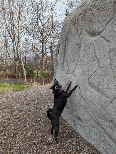 A small black terrier dog on a walk at Dalmarnock.