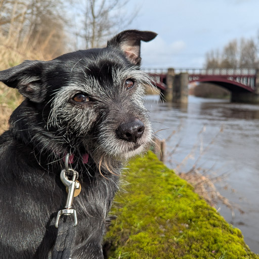 A small black terrier dog on a walk at The Clyde Walkway.