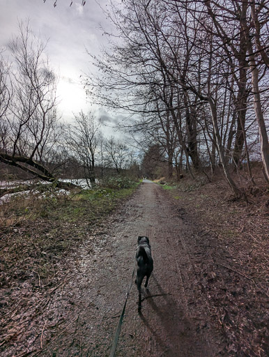 A small black terrier dog on a walk at The Clyde Walkway.