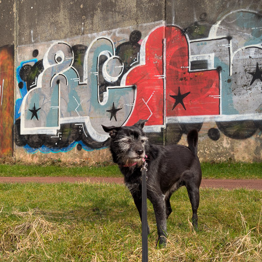 A small black terrier dog on a walk at clyde walkway.