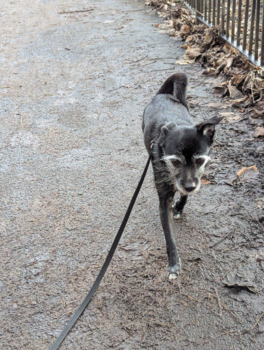 A small black terrier dog on a walk at The Clyde Walkway.