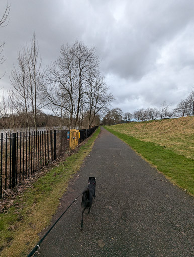 A small black terrier dog on a walk at The Clyde Walkway.