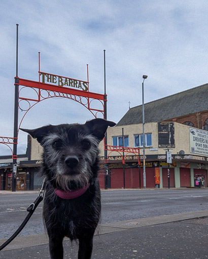 A small black terrier dog on a walk at Glasgow.