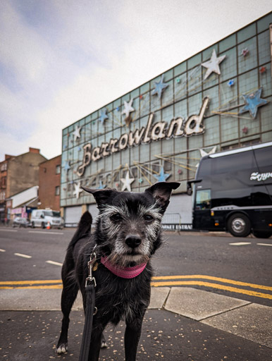 A small black terrier dog on a walk at Glasgow.