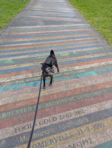 A small black terrier dog on a walk at Glasgow.